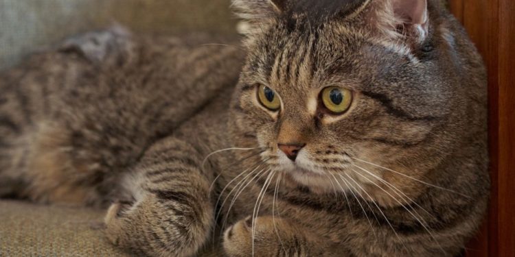 quel est le poids normal d un chat de gouttière