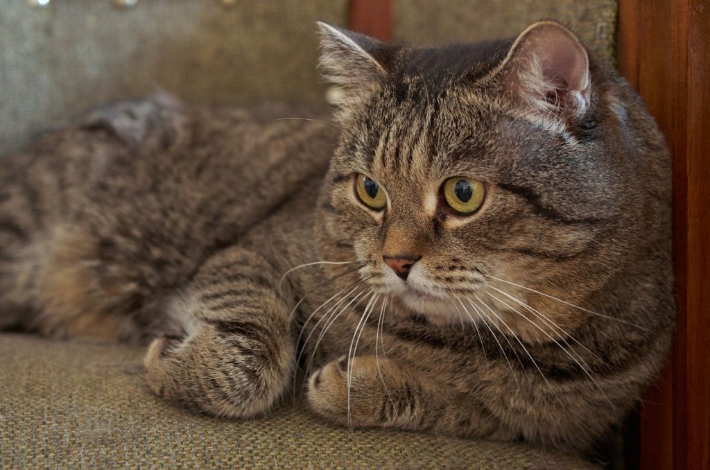 Quel Poids Pour Un Chat De Gouttiere