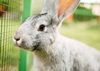 Pourquoi je sens les os de mon lapin ?