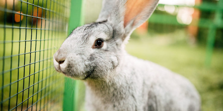 Pourquoi je sens les os de mon lapin ?