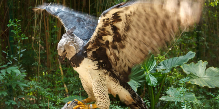 Quel est le plus grand aigle du monde ?