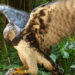 Quel est le plus grand aigle du monde ?