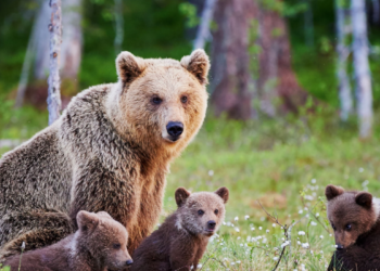 Quel sont les animaux hémophile ?