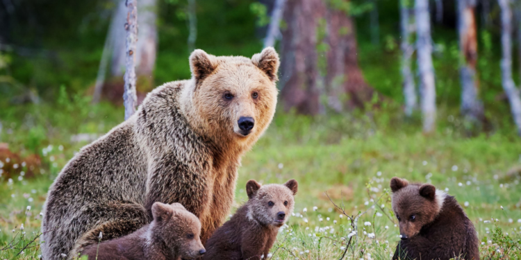 Quel sont les animaux hémophile ?