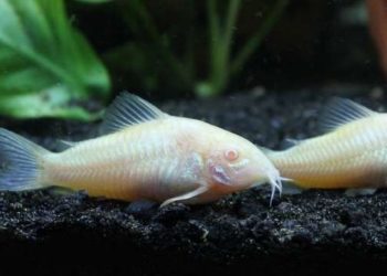 Quel poisson nettoyeur avec crevette ?