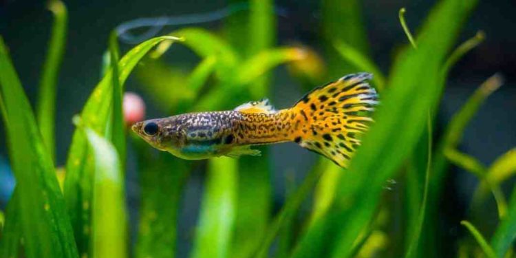 Quel sont les poisson les plus résistant en aquarium ?