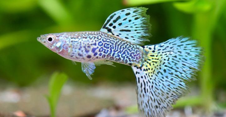 Quels types de poissons à mettre ensemble dans un aquarium ?