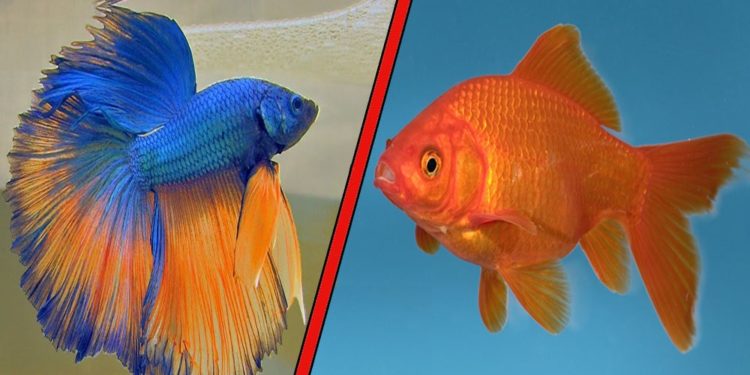 Quel bocal pour un combattant ?