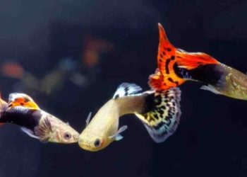 Quel poisson pour un aquarium sans chauffage ?