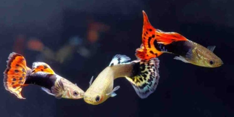 Quel poisson pour un aquarium sans chauffage ?