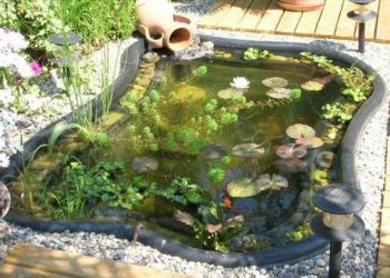Quel poisson dans un bassin de 500 litres ?