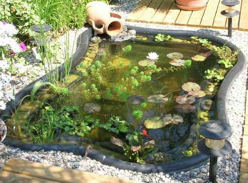 Quel poisson dans un bassin de 500 litres ?