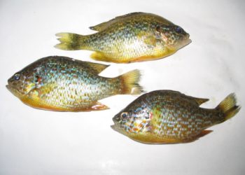 Comment reconnaître les poissons de rivière ?