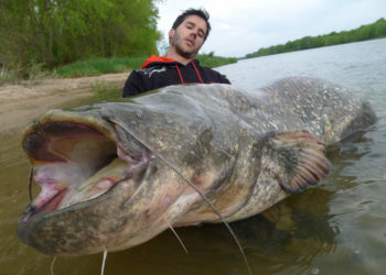 Quel est le prédateur du silure ?