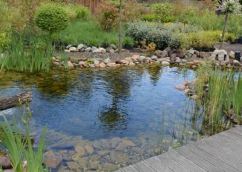 Comment garder un bassin à poisson propre ?