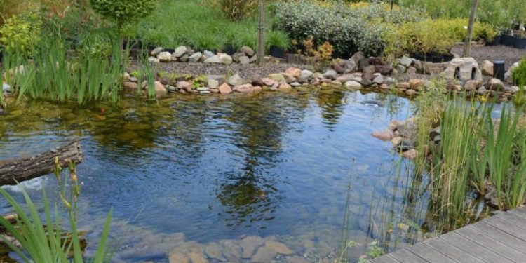 Comment garder un bassin à poisson propre ?