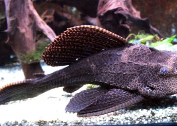 Quel poisson nettoyeur pour aquarium ?