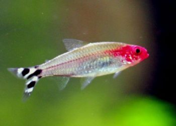 Quel type de poisson nettoyeur avec Guppy ?