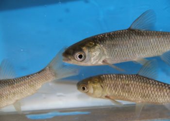 Quel poisson qui mange les algues ?