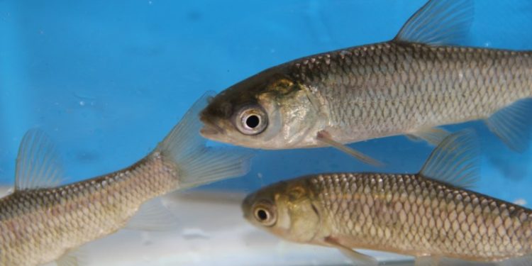 Quel poisson qui mange les algues ?