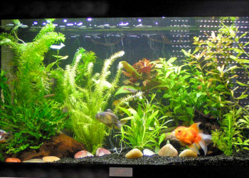 Quel poisson pour nettoyer les plantes ?