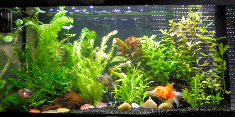 Quel poisson pour nettoyer les plantes ?