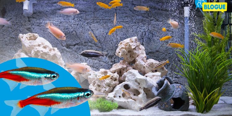 Quels poissons peuvent vivre ensemble en aquarium ?