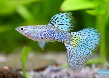 Quels types de poissons à mettre ensemble dans un aquarium ?
