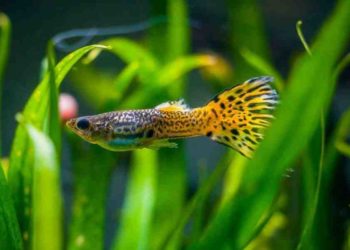 Quel sont les poisson les plus résistant en aquarium ?