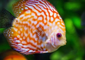 Quel poisson mettre en premier dans un aquarium ?