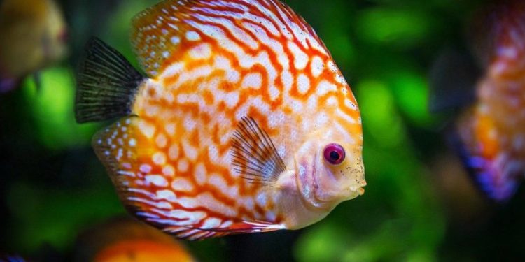 Quel poisson mettre en premier dans un aquarium ?