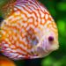 Quel poisson mettre en premier dans un aquarium ?