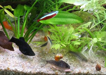 Quel poisson peut cohabiter avec les Guppy ?