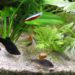 Quel poisson peut cohabiter avec les Guppy ?