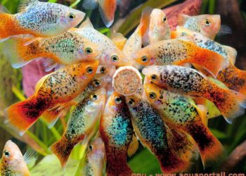 Comment vivent les poissons dans un aquarium sans plantes ?
