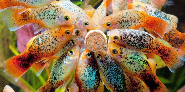 Comment vivent les poissons dans un aquarium sans plantes ?