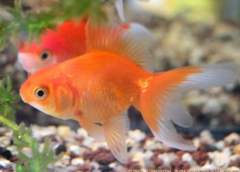 Quel poisson demande le moins d'entretien ?