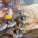 Quel poisson acheter au marché ?