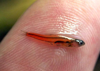 Quel est le poisson le plus petit du monde ?