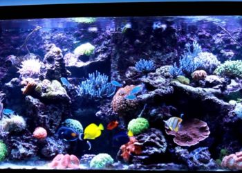 Quel poisson aquarium eau de mer ?