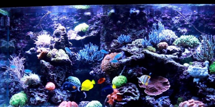 Quel poisson aquarium eau de mer ?