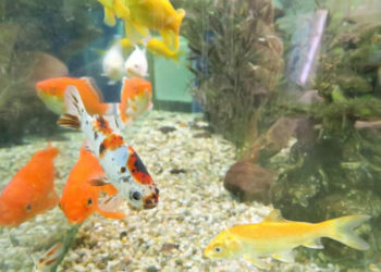 Quel poisson peut vivre dans un petit aquarium ?