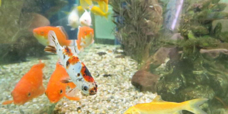 Quel poisson peut vivre dans un petit aquarium ?