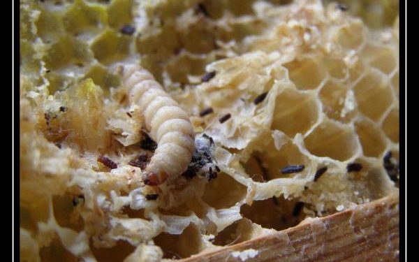 Comment éliminer la teigne ?