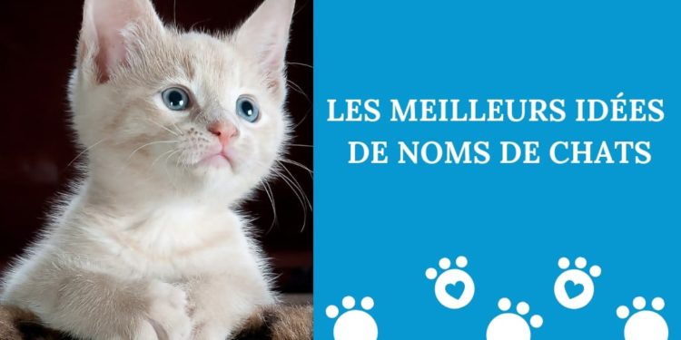 Quel est le meilleur nom pour un chat ?