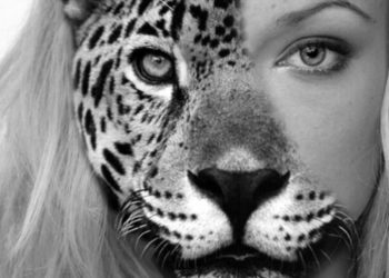 Quel signe quand on voit un corbeau ?