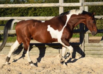 Quel message apporte la pie ?