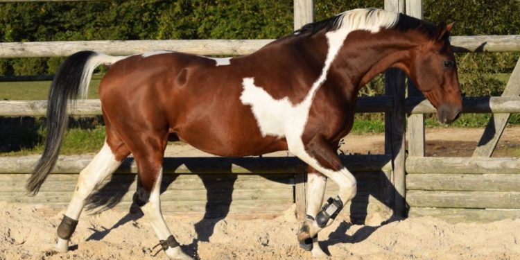 Quel message apporte la pie ?