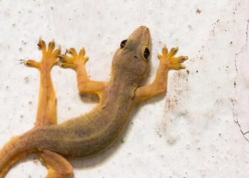 Comment se débarrasser des lézards naturellement ?
