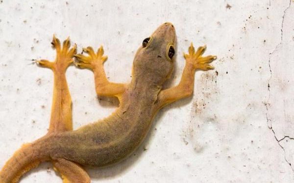 Comment se débarrasser des lézards naturellement ?